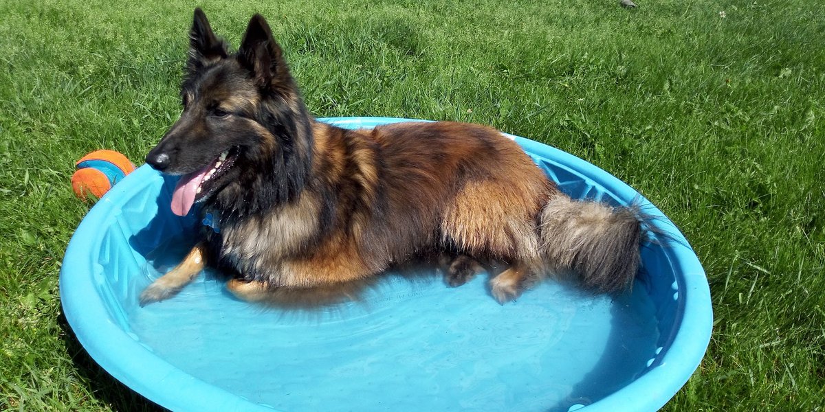 djabacus's tweet photo. RIP loki orange, 2012-08-09 - 2022-12-28
literally the best friend anyone could ever have
fuck cancer so hard https://t.co/j4j8WxKItH