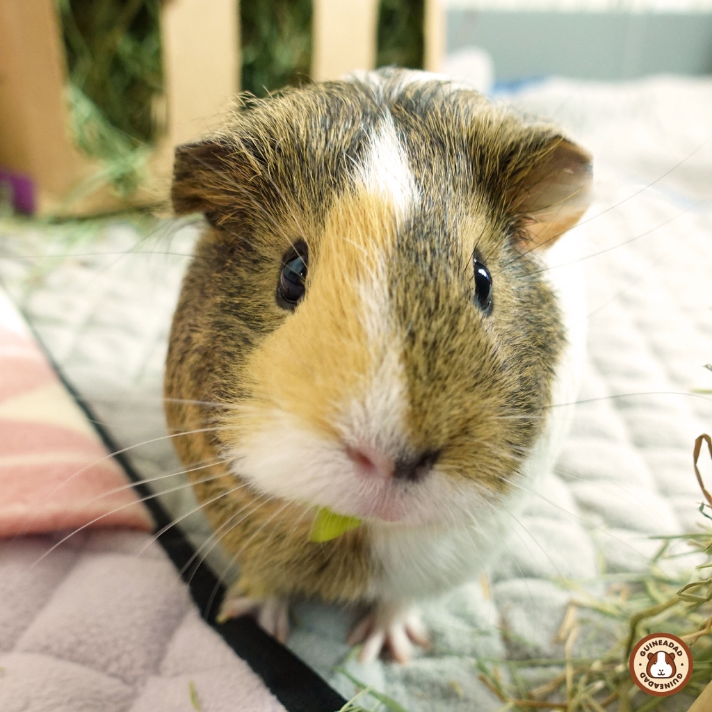 GuineaDad's tweet photo. I will just keep staring at you until I get my treat 👀 #potatomode #buttheres #lettuceonyourmouth⁠
⁠
https://t.co/qq7KtpRVZG

#guineadad #guineapig #guineapiglife #guineadadliner https://t.co/J1UHJLlSRK