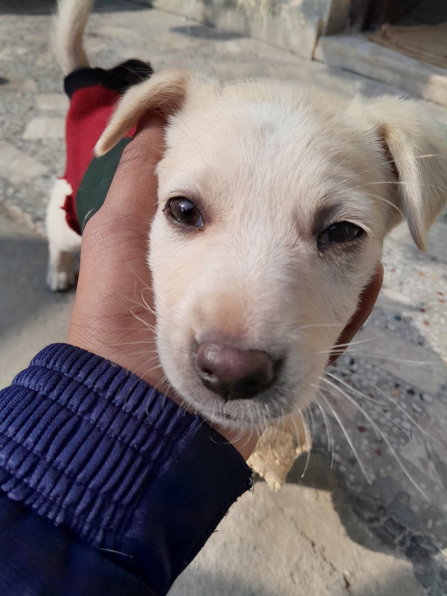 Lucy Labour dog tweet media