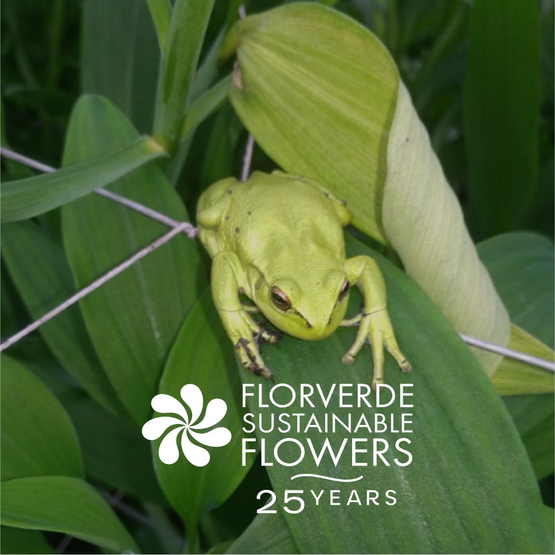 Florverde® tweet media