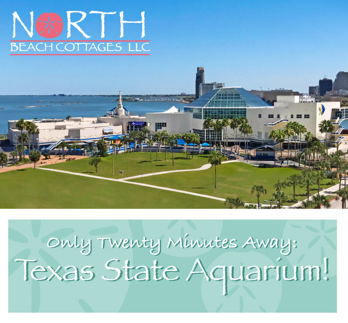 NorthBeachCCTX's tweet photo. Only a twenty-minute walk away from North Beach Cottages, have fun at the local Texas State Aquarium! 🐡

Book Today! https://t.co/91Uif5CLHC...

#airbnb #travel #beach #CorpusChristi #NorthBeach #texas #vacation #getaway #texascoast https://t.co/zaYOXpaMXP