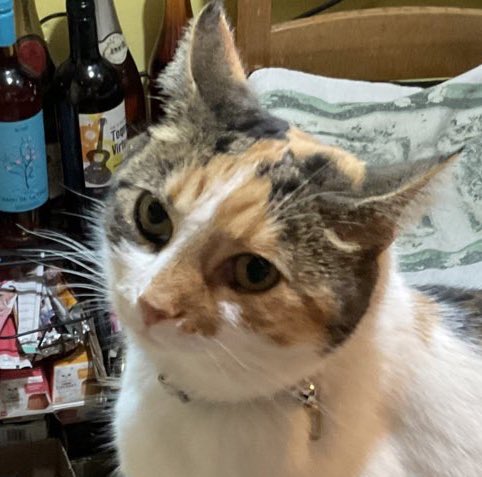 LittleTess3's tweet photo. Happy #WhiskersWednesday my floofy fwends! Sending yoos all sum luvs & hugs & haffing speshul forts & hopes for all doze in need today. Whiskery kisses for my troo luv Tigger @KelliDa80763885 #CatsOfTwitter #CalicoCrew #KindnessToAll https://t.co/EbOab7y5m4