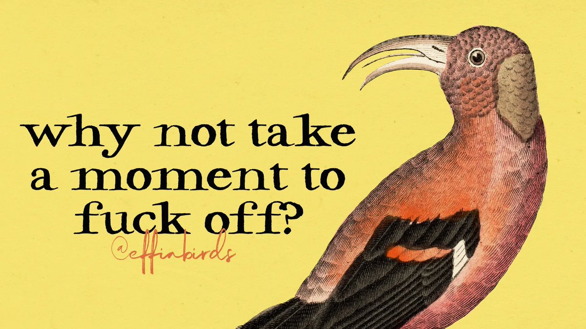 EffinBirds's tweet photo. https://t.co/9mPd8FNMVG