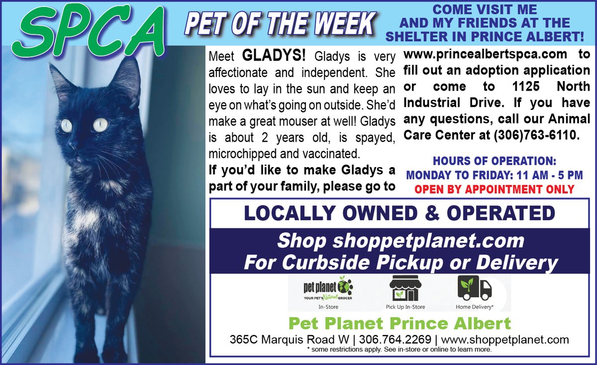 PAShopper's tweet image. SPCA - Pet of the Week
princealbertshopper.com/spca
#SPCA #PetoftheWeek #princealbertshopper