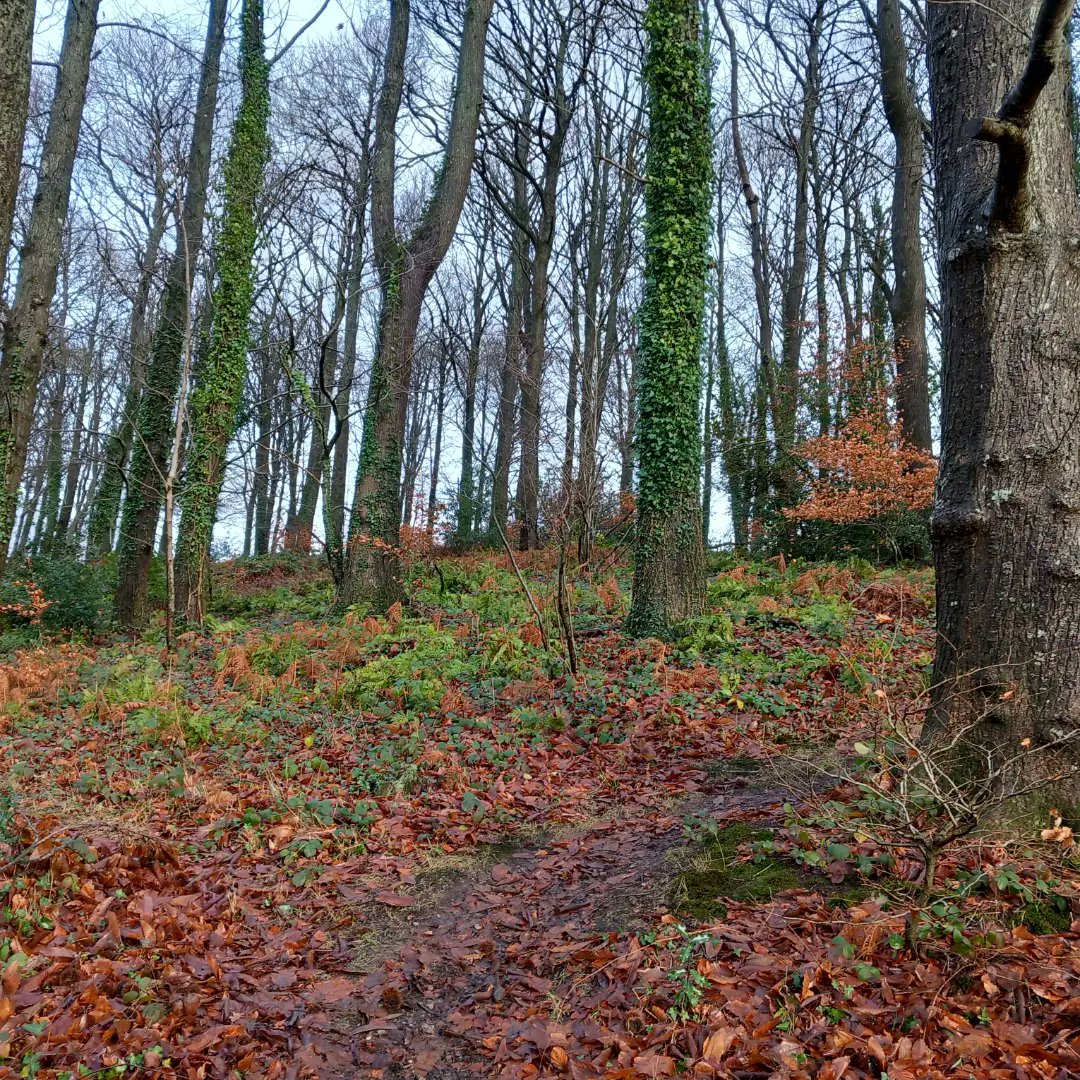 lazyperfection's tweet photo. A blustery walk around the village #walking #exercise #woodland #countryside #wiltshire #longleat #cranbournechase #postchristmaswalk #outdoors #lovewhereyoulive #rurallife @Longleat https://t.co/x0SyA7HANS
