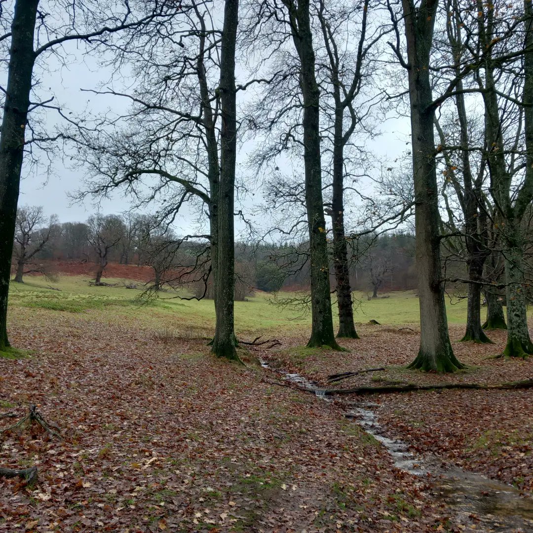 lazyperfection's tweet photo. A blustery walk around the village #walking #exercise #woodland #countryside #wiltshire #longleat #cranbournechase #postchristmaswalk #outdoors #lovewhereyoulive #rurallife @Longleat https://t.co/x0SyA7HANS