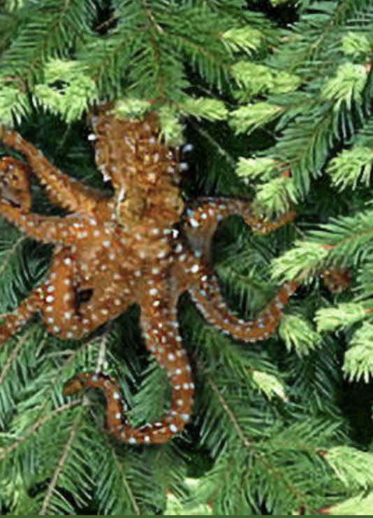 rescodedios's tweet photo. De entre todos los animales, mi favorito sin duda es el pulpo arbóreo, nativo de los majestuosos bosques del noroeste americano.
Por desgracia, esta especie está amenazada por los forestales y sus talas masivas, que no respetan a las especies en peligro.
https://t.co/gyntFP7Ied https://t.co/rJiuy36mu5