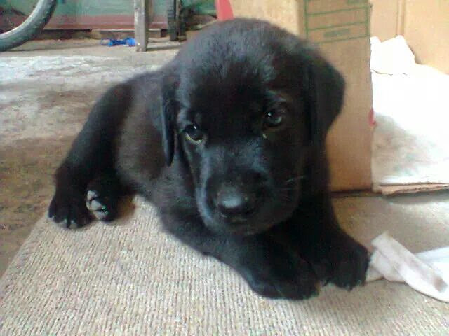vassscon's tweet photo. Obrigada, Leky, por todos os excessos de amor, por me receber sempre feliz quando chegava em casa, por não sair do meu lado quando estava triste.
Obrigada por todos esses 10 lindos anos 🤍. https://t.co/Xzixk4hYYD