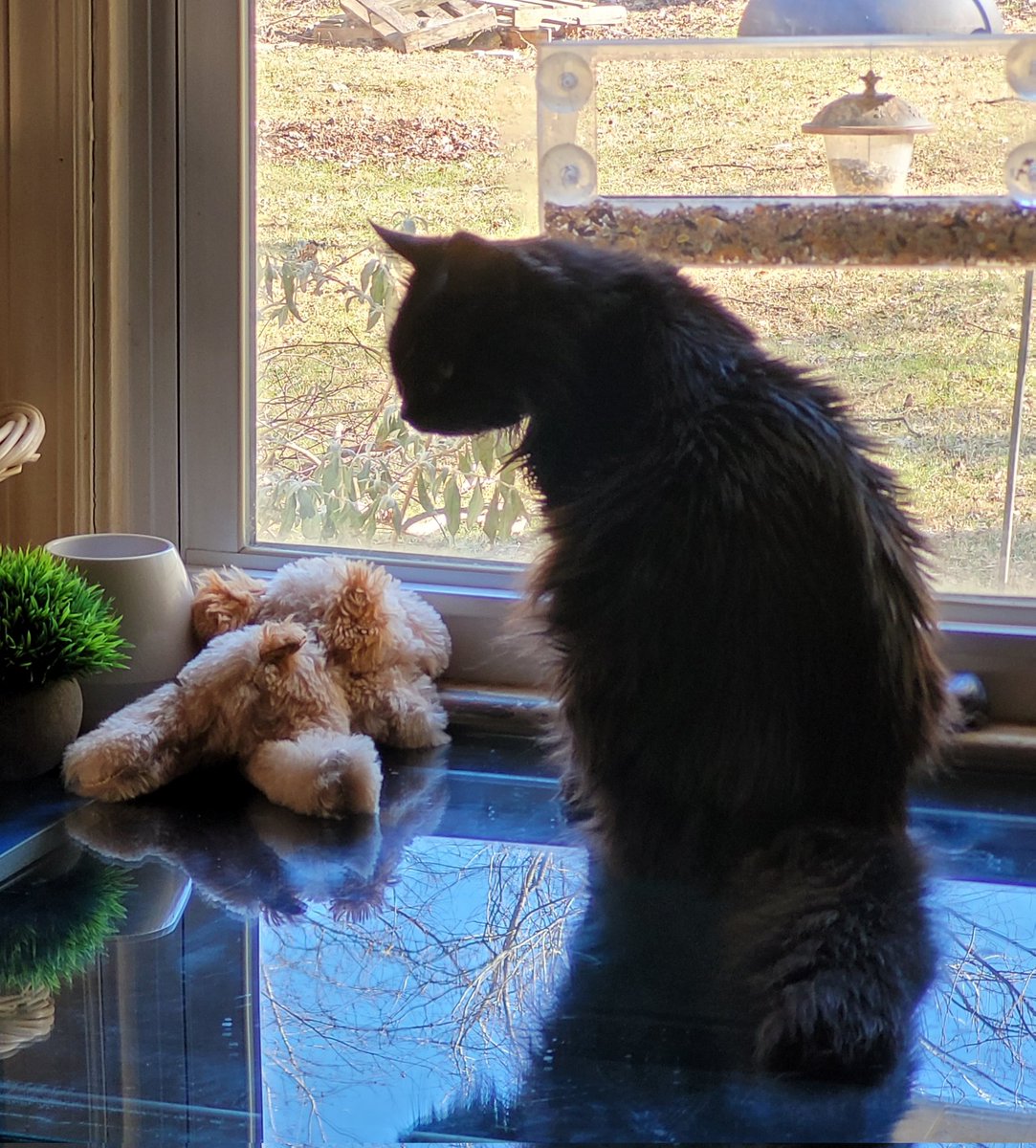 Ipsuel's tweet photo. We lost Lionel J. Cat last night.
I feel like our home will never be vibrant again. A 16yo perpetual kitten, he didn't deserve such an aggressive cancer. 

We are absolutely gutted. 

Keep running, Lionel.
Keep prancing, Lionel Pants.
Find Riley an be at peace.
#RIPLionel https://t.co/NdaEvm7Sug