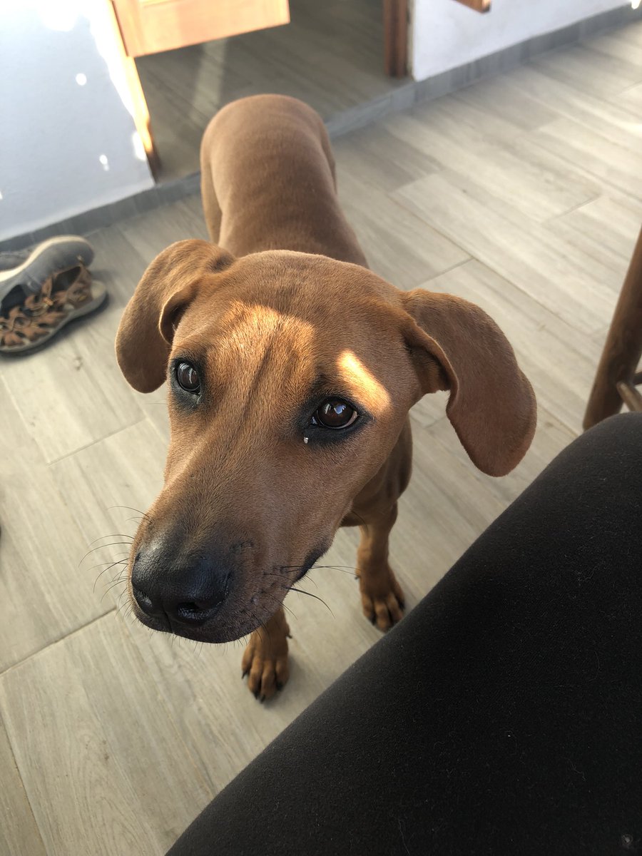msnapiersclass1's tweet photo. Anyone recognize this dog? The collar says Spark but I can’t read the phone number #sayulita #sayulitalife https://t.co/OUEYulaxnq