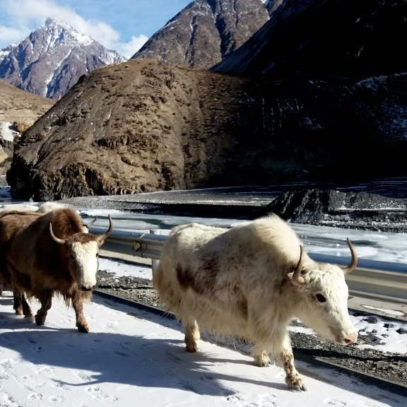 Mahrukh09297748's tweet photo. #KhunjerabNationalPark is a #NationalPark in #GilgitBaltistan, #Pakistan. Khunjerab National Park is Pakistan's third largest national park and is adjacent to the Taxkorgan Natural Reserve in China. #khunjerab #beautifulPakistan #amazingplacestovisit 
@csgbpk 
@PakistanNature1 https://t.co/Gr0ut85jIm