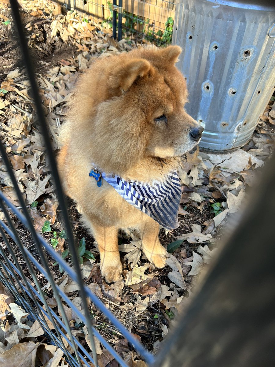 Rémy Thurston tweet media