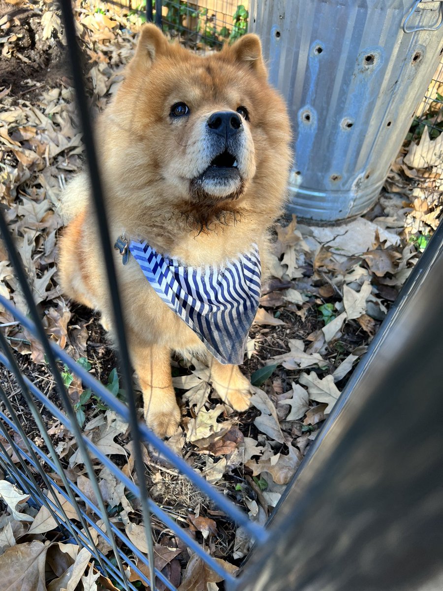 Rémy Thurston tweet media