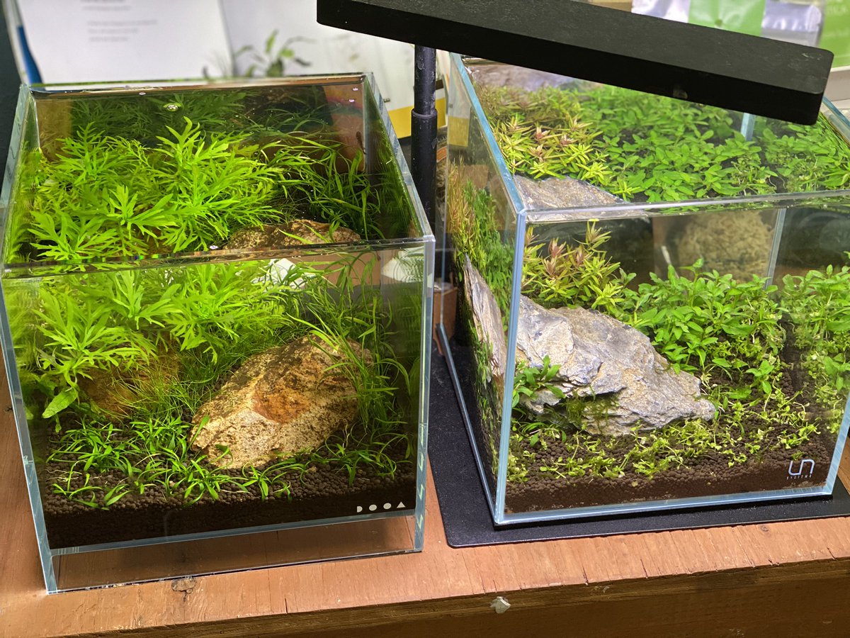 Throwback to a couple of our #nanotank #aquascape builds we put together a couple years back!