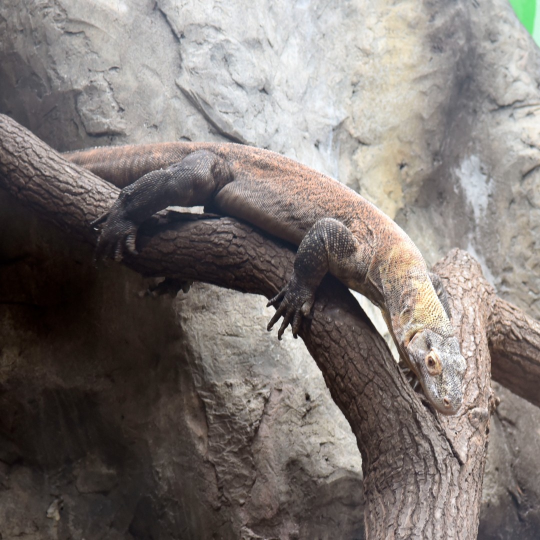 BirminghamZoo's tweet photo. Have a #WildWednesday with Mad Max the #komododragon!
📍Come see Max at your #BirminghamZoo!
Wednesday - Sunday, 9:00 AM - 4:00 PM!
#BhamZoo #BhamLife #MagicCity https://t.co/bpoN7ikXsm