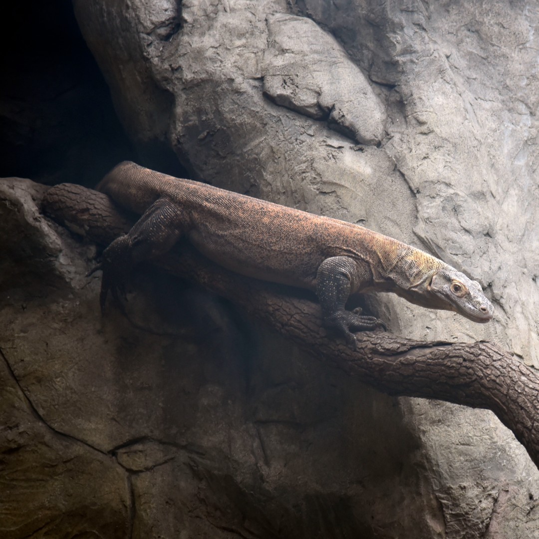 BirminghamZoo's tweet photo. Have a #WildWednesday with Mad Max the #komododragon!
📍Come see Max at your #BirminghamZoo!
Wednesday - Sunday, 9:00 AM - 4:00 PM!
#BhamZoo #BhamLife #MagicCity https://t.co/bpoN7ikXsm