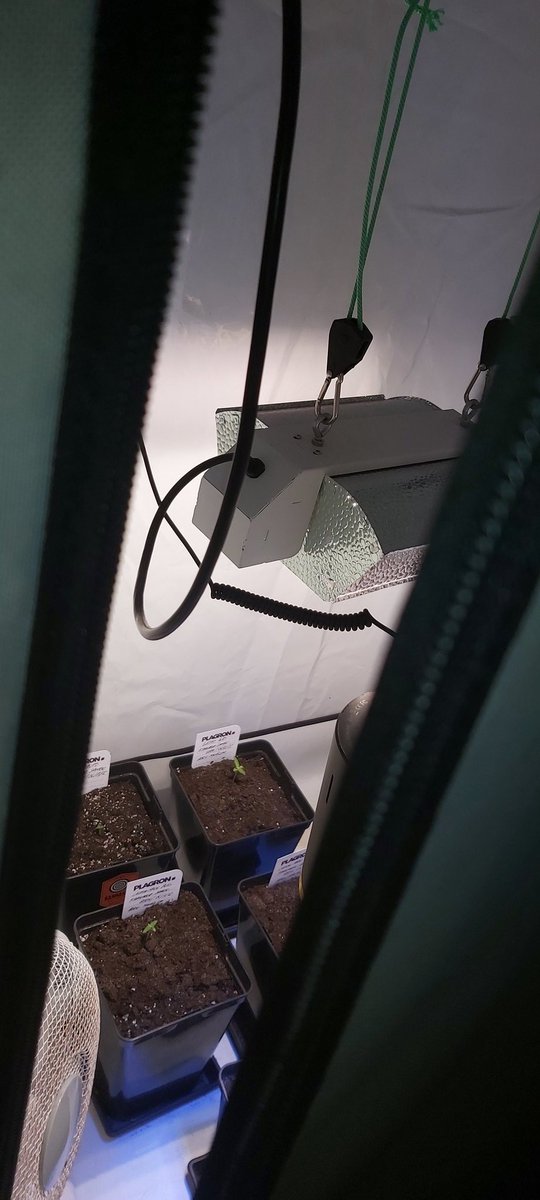AdrycManellson's tweet photo. #Fantasías en #AdrycsCove sobre #LemonHaze y #Gnomo #Autos de @Kannabia_Samen bajo #LEC315Wts y #SpectromLed25Wts. #PureTent #RefBlanca, #Sust #BatMix @PlagronAruba powered by @DPlantasur para Saludaros junto a mi Hada,
Deseando hayáis disfrutado de una Weed y Verde Navidad..🧚♂️😎 https://t.co/uzk9YV9i1I