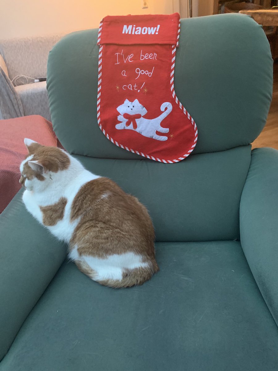 Toby the Cat (@hbo31837745) on Twitter photo 