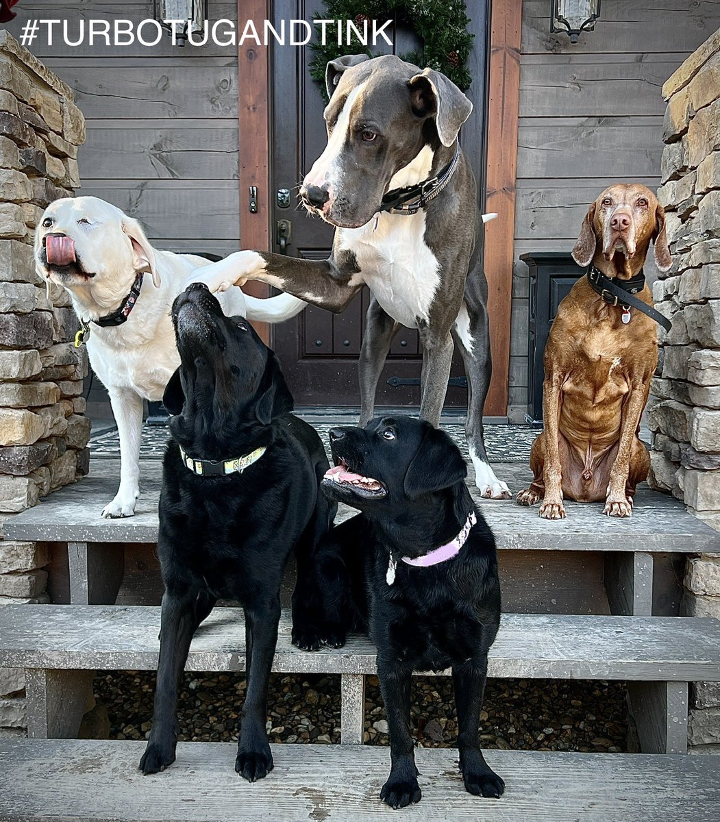 TNflattop's tweet image. Welcome to da porch Kane &amp;amp; Chester!🥳🥰 Our dear frens(@Kanethedane10 ) stopped by to stay &amp;amp; play. It was pawesome &amp;amp; Kane gibs Tug a dubbing!😂 We hads 2 clowns in da house!🥳😂 Come &amp;amp; gets your dubbing!🥳😂🐾😘 #dogsoftwitter #DogTwitter