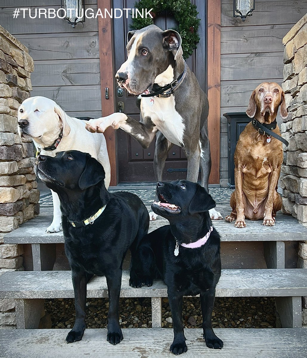 TNflattop's tweet image. Welcome to da porch Kane &amp;amp; Chester!🥳🥰 Our dear frens(@Kanethedane10 ) stopped by to stay &amp;amp; play. It was pawesome &amp;amp; Kane gibs Tug a dubbing!😂 We hads 2 clowns in da house!🥳😂 Come &amp;amp; gets your dubbing!🥳😂🐾😘 #dogsoftwitter #DogTwitter