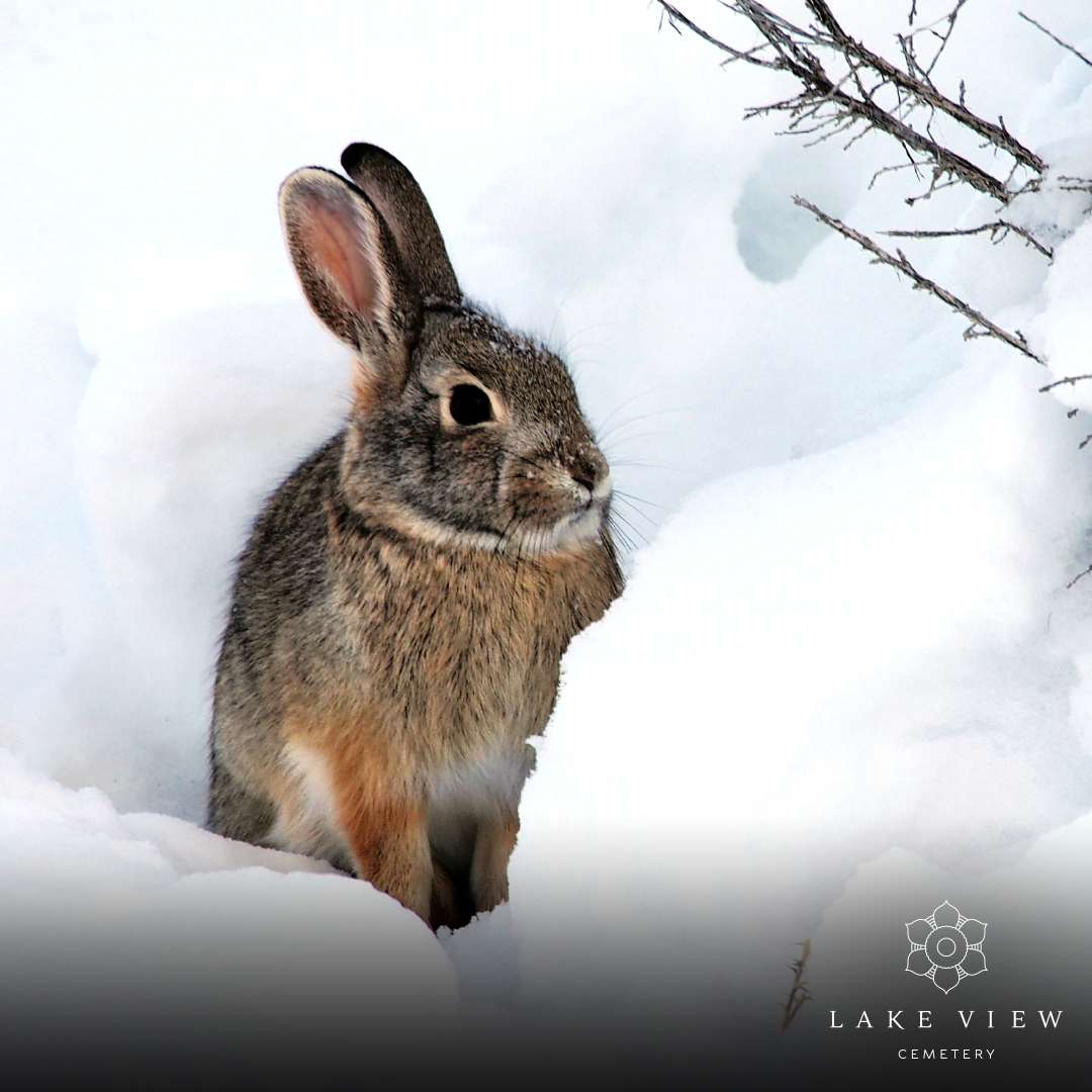 Lake View Cemetery tweet media