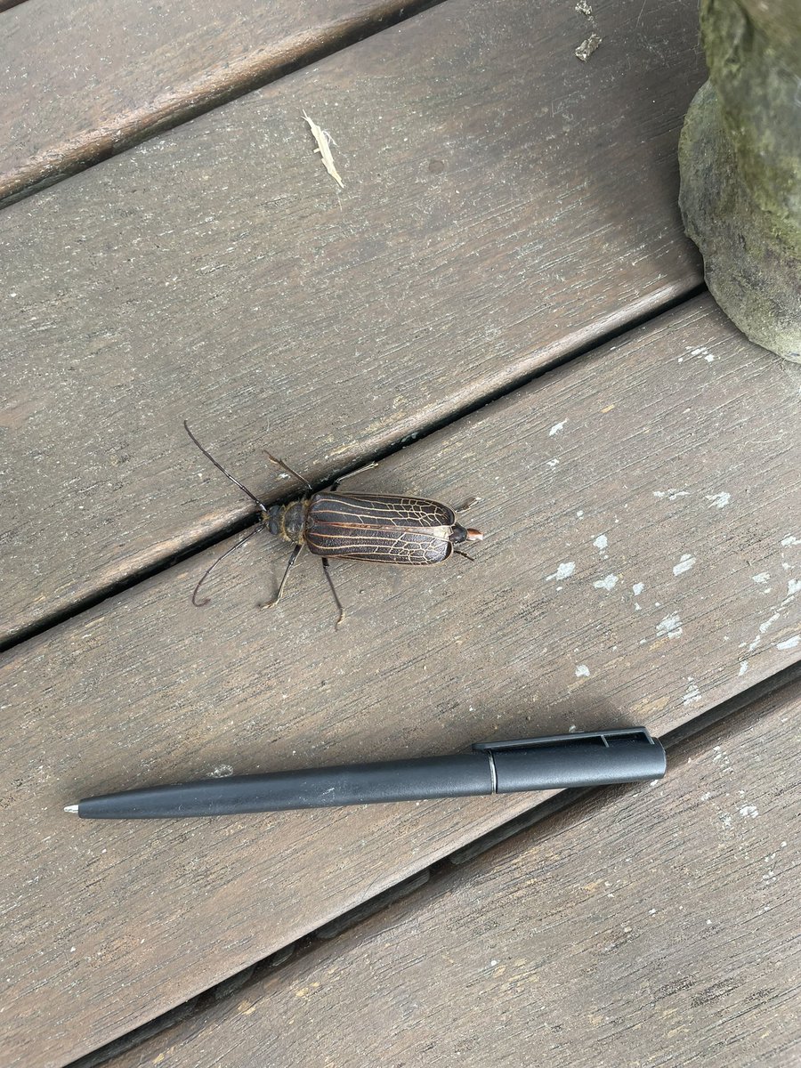 Well, even the cat is scared of this 55mm long huhu beetle.