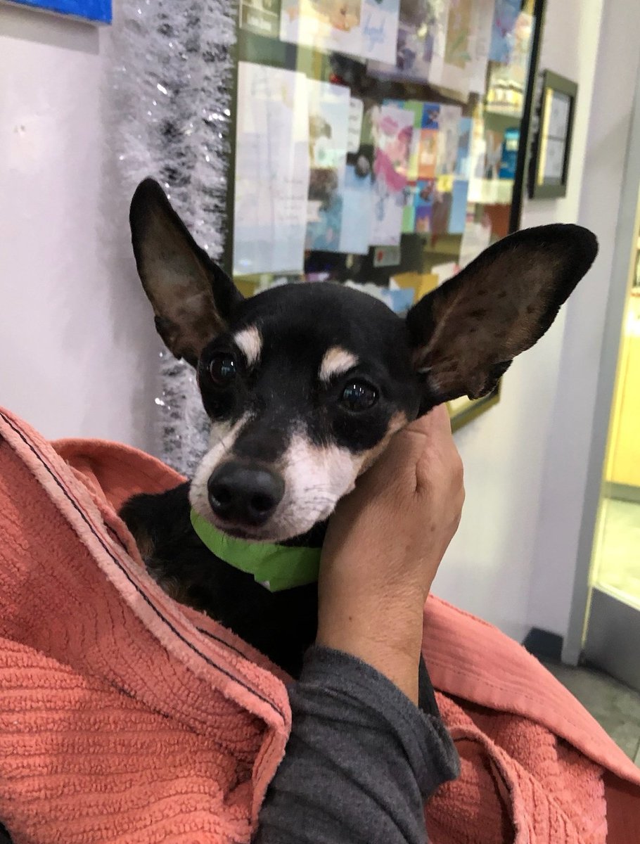 rhythmdawns's tweet photo. cw animal death

hey guys, my dog gandalf has passed away. these are the last photos of him. i will miss him dearly. https://t.co/3cRVRiMAUz