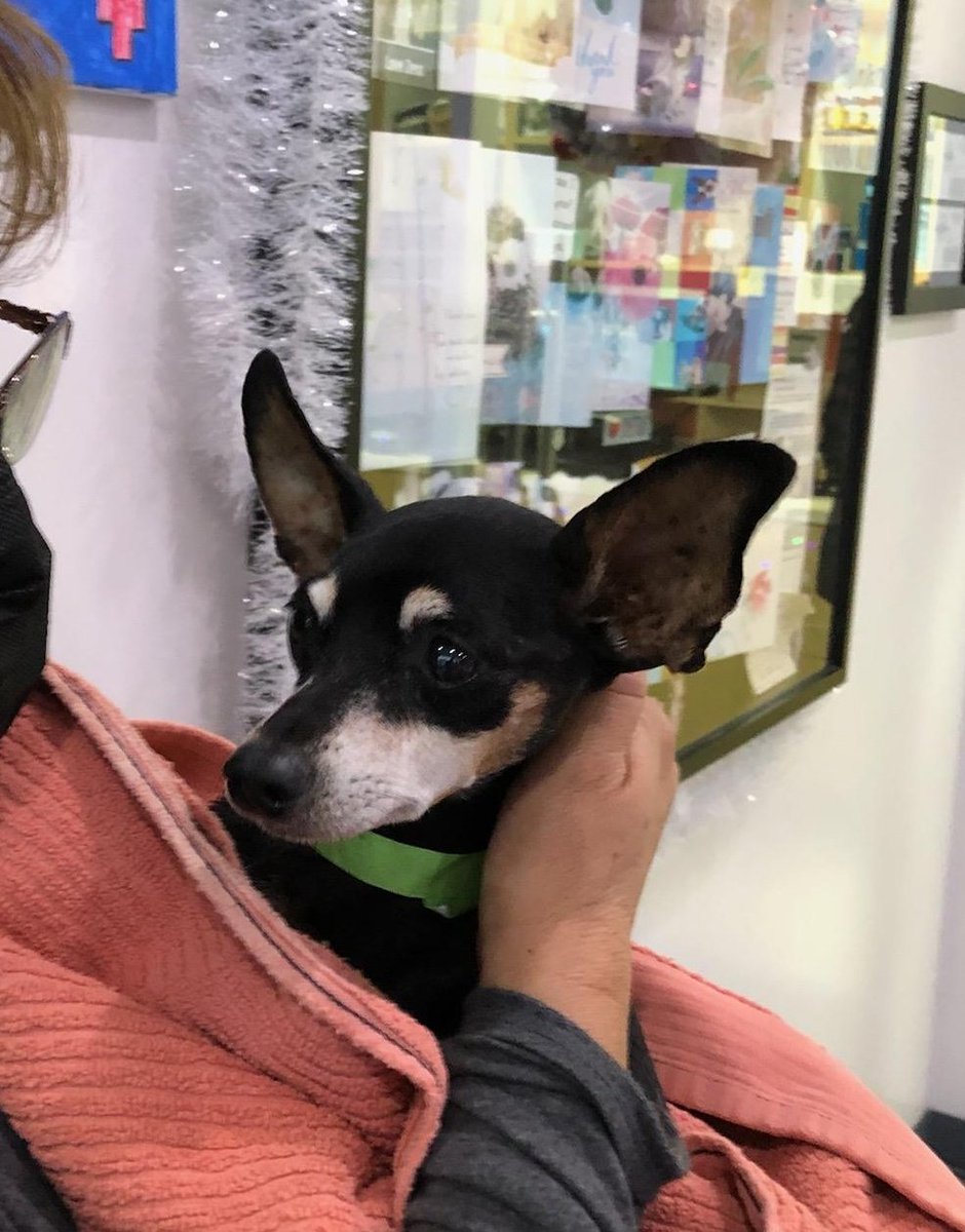 rhythmdawns's tweet photo. cw animal death

hey guys, my dog gandalf has passed away. these are the last photos of him. i will miss him dearly. https://t.co/3cRVRiMAUz
