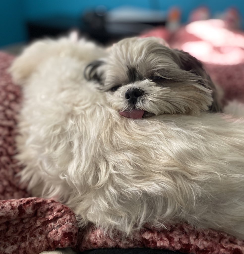 DebauSparkle's tweet photo. According to Dog Law, your hooman cannot move if you’re covering them with cuddles and love. This offense is punishable by restitution in treats! #yourstuck #cute #DogLover https://t.co/1nYZBceisY