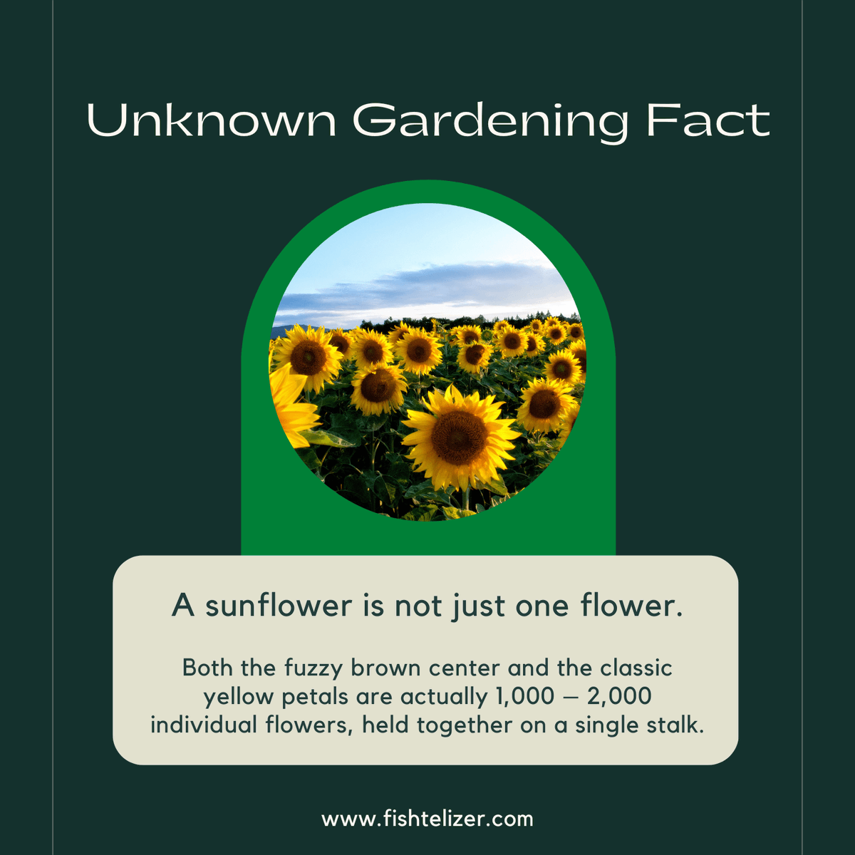 Fishtelizer's tweet photo. 📢📢Unknown Gardening Fact📢📢
We offer the premium fertilizer for healthier and faster growth of your indoor and outdoor plants.
Link is in bio.
#fishtelizer #fish #fishfertilizer #growplants #winterizeplants #bestfertilizer #fertilizer #fishproteins #nitrogenrichfertilizer https://t.co/R1OaMbmG2f