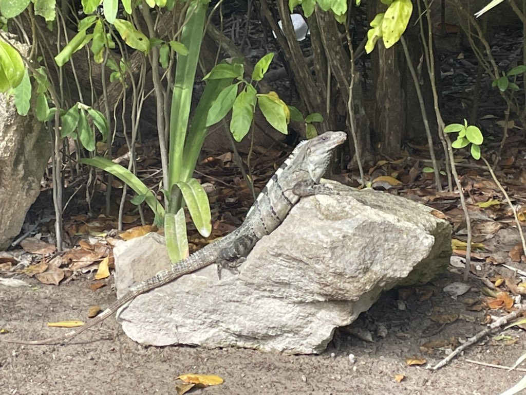 La #iguana es un género de saurópsidos (reptiles) escamosos de la familia Iguanidae nativos de zonas tropicales de Centroamérica, Sudamérica y el #Caribe.