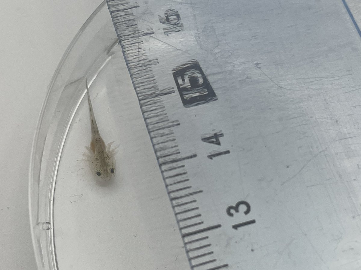 #Axolotlbaby. Demnächst auf #AxolotlTVII