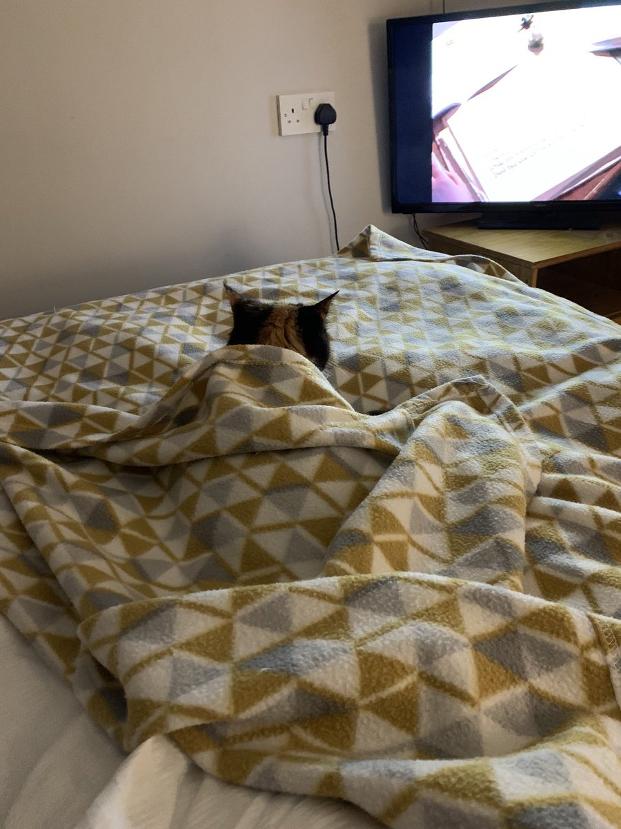 merseyview's tweet image. Awww missed Ruby my Welsh digs cat. Curled up in her blanket hanging out watching TV with me 😻 #welshdigscat #rubycat #welshlove