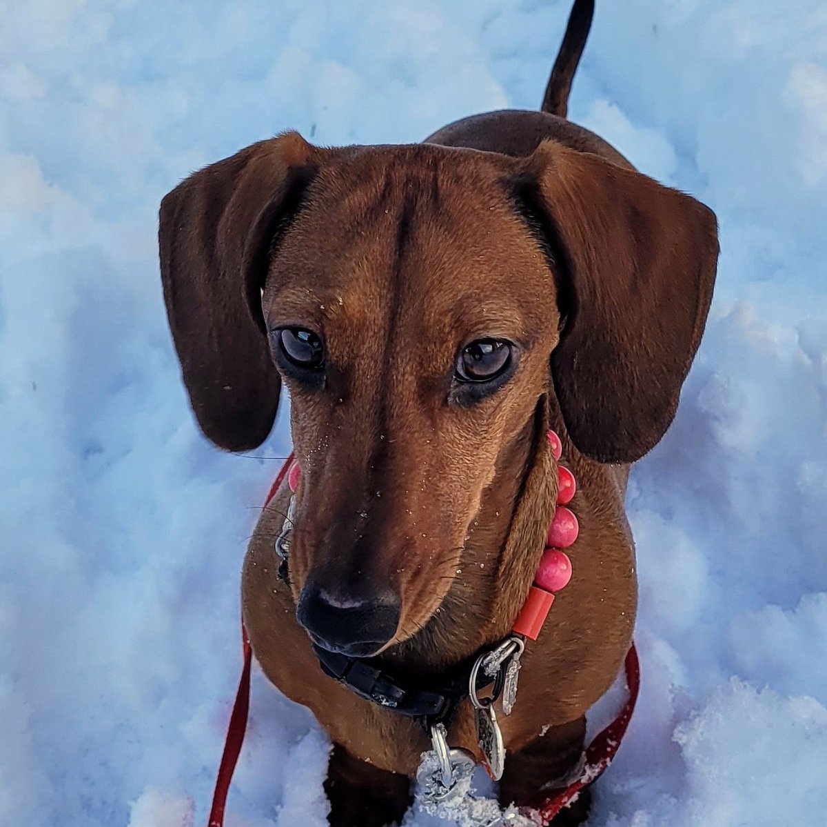 Schnapps - Adventure Dackel tweet media