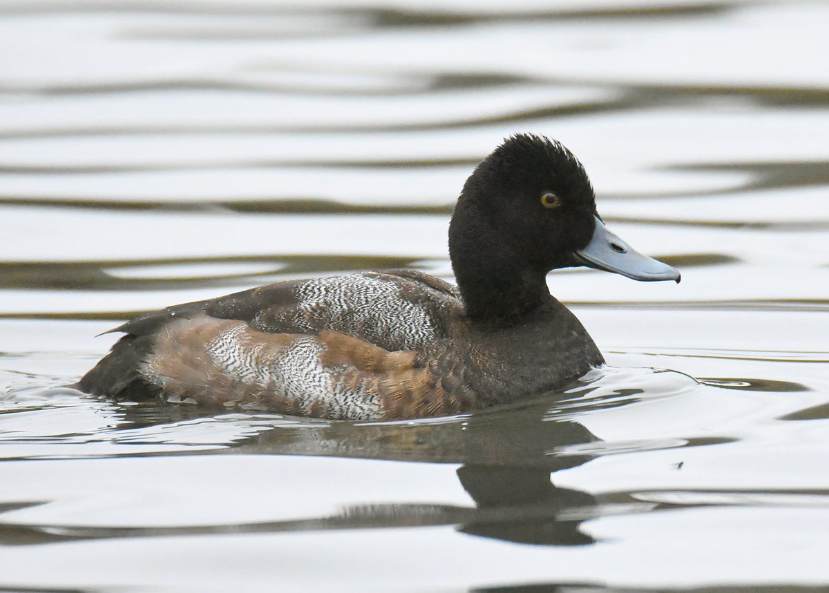 kris_gibb's tweet photo. Fife 1st-winter drake Lesser Scaup was back in Kirkcaldy on the Beveridge Park Pond this afternoon, still going between here and Kinghorn Loch https://t.co/BnKov6bfWT