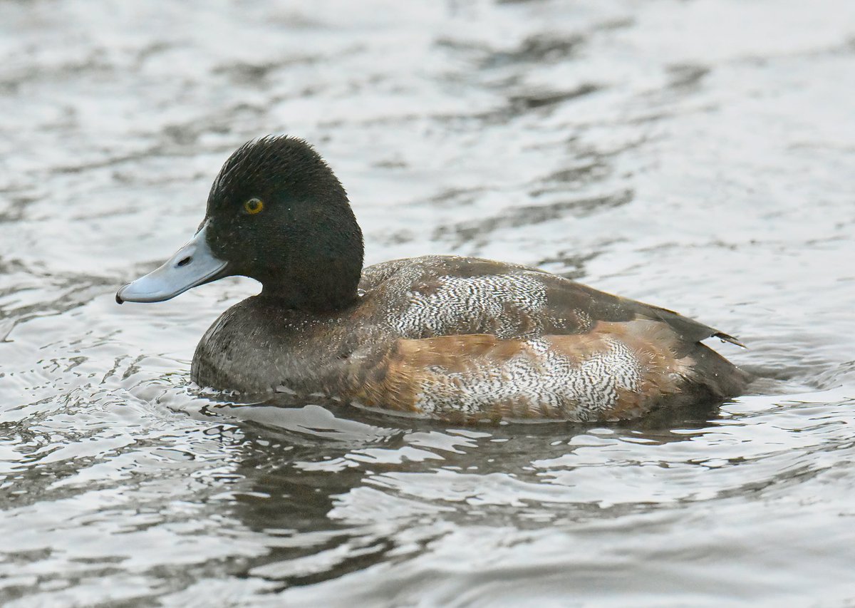 kris_gibb's tweet photo. Fife 1st-winter drake Lesser Scaup was back in Kirkcaldy on the Beveridge Park Pond this afternoon, still going between here and Kinghorn Loch https://t.co/BnKov6bfWT