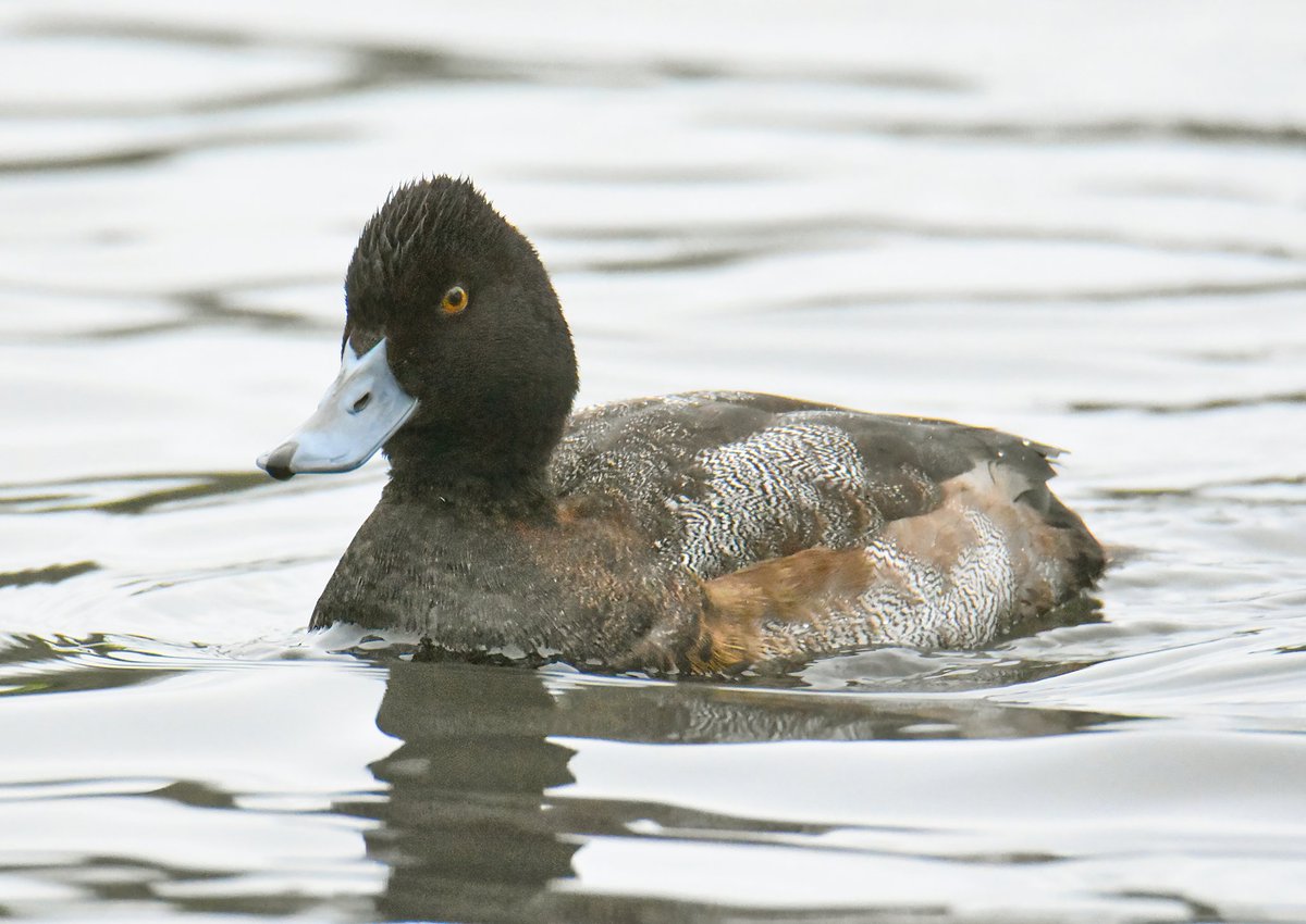kris_gibb's tweet photo. Fife 1st-winter drake Lesser Scaup was back in Kirkcaldy on the Beveridge Park Pond this afternoon, still going between here and Kinghorn Loch https://t.co/BnKov6bfWT