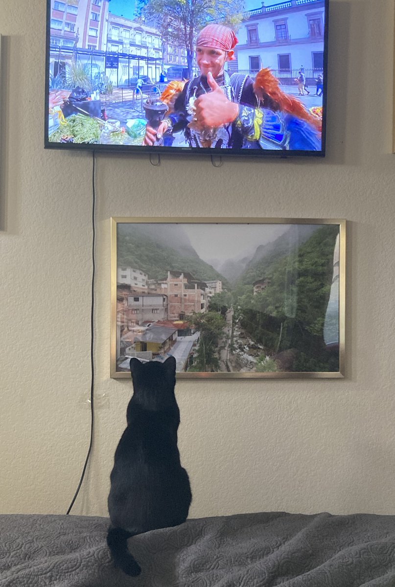FelineTelevisio's tweet photo. @pusslife https://t.co/t7ZDjtWyKx