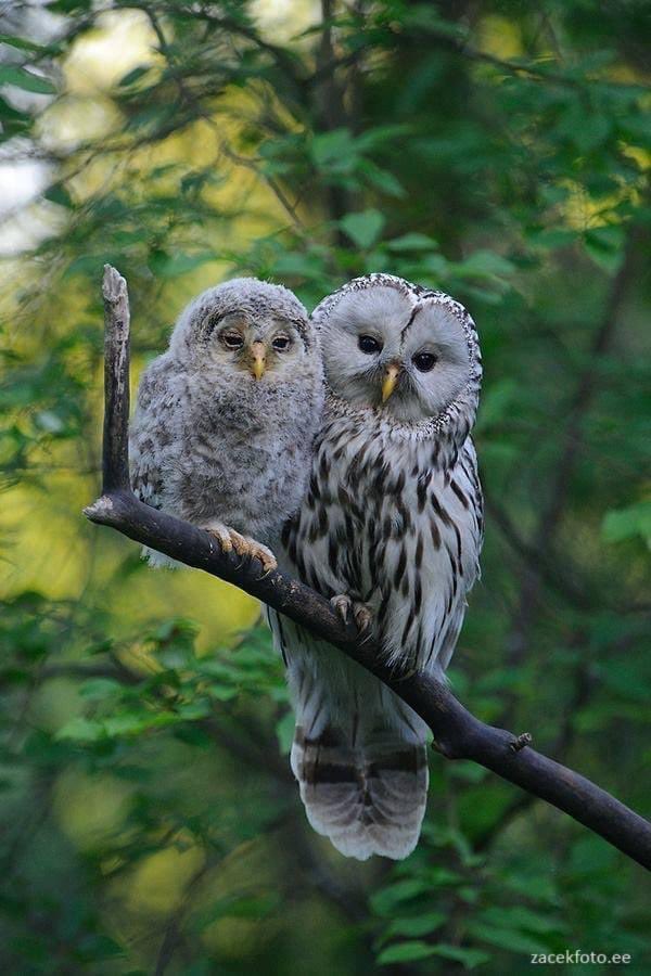 AndreaNagy's tweet photo. Urali fülesbagoly fióka anyjával Észtországban, fotó: Sven Zacek
🥰😍
A fledgling Ural Owl chick with its mother in Estonia, photo by Sven Zacek
#bagoly #baglyok #owl #owls #uralchick #uralowlchick https://t.co/roUDgzYK3F