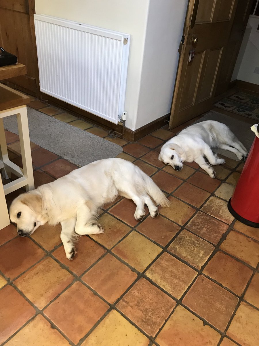 Love, love, love this pair. Never left alone, but today, alone several hours at a time while husband in hospital with suspected heart attack. They know something’s wrong, yet being so absolutely wonderful ❤️