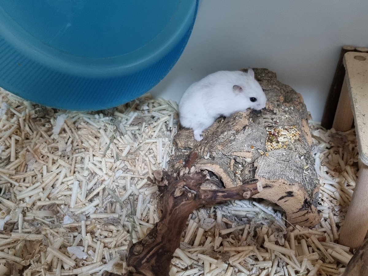 HAMSTER_TP's tweet photo. 햄빠는 쫄보인데 잠에 취하면 인간이고 뭐고 순둥해진다. 완전 디깅 쥐에 아침마다 베딩에 구멍을 만들어 놓는다. 
#유기햄스터입양 #햄가래떡 https://t.co/6il3zNFHfB