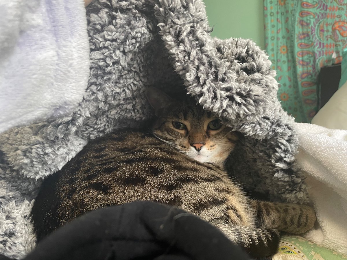 _missybean's tweet photo. I couldn’t find marvy while I was working, then I noticed my sweater was breathing https://t.co/26aw5w1WqP