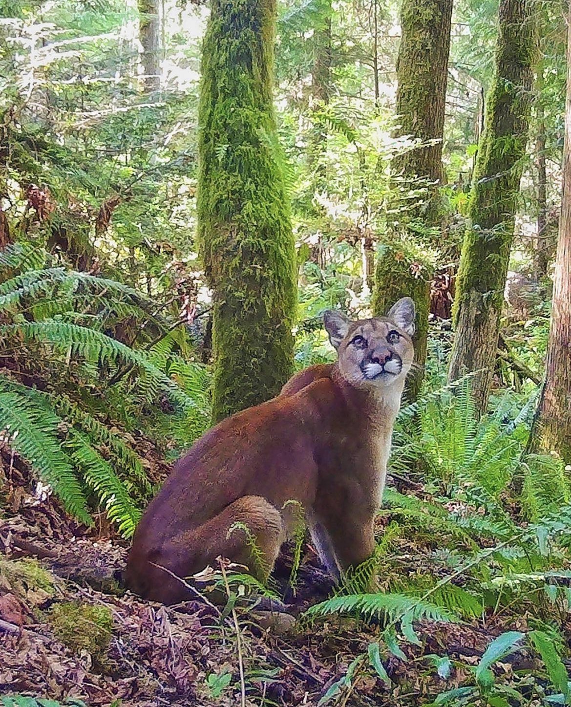 washington-state-dept-of-natural-resources-on-twitter-if-you