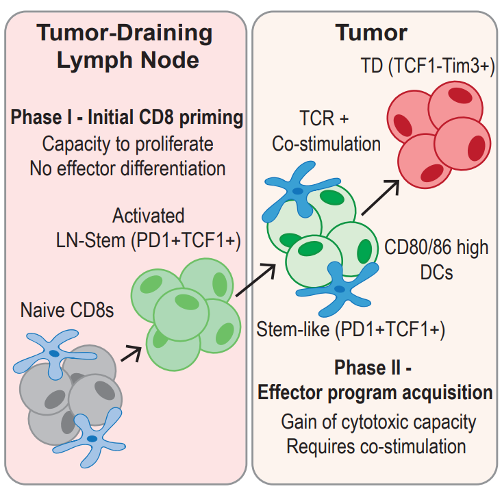 Really excited to share the work I have done with @HaydnKissick over my PhD! In this work we show that CD8 T cell activation and differentiation in cancer happens in two distinct phases. Tweet-orial below summarizes the main findings we have described. cell.com/immunity/fullt…