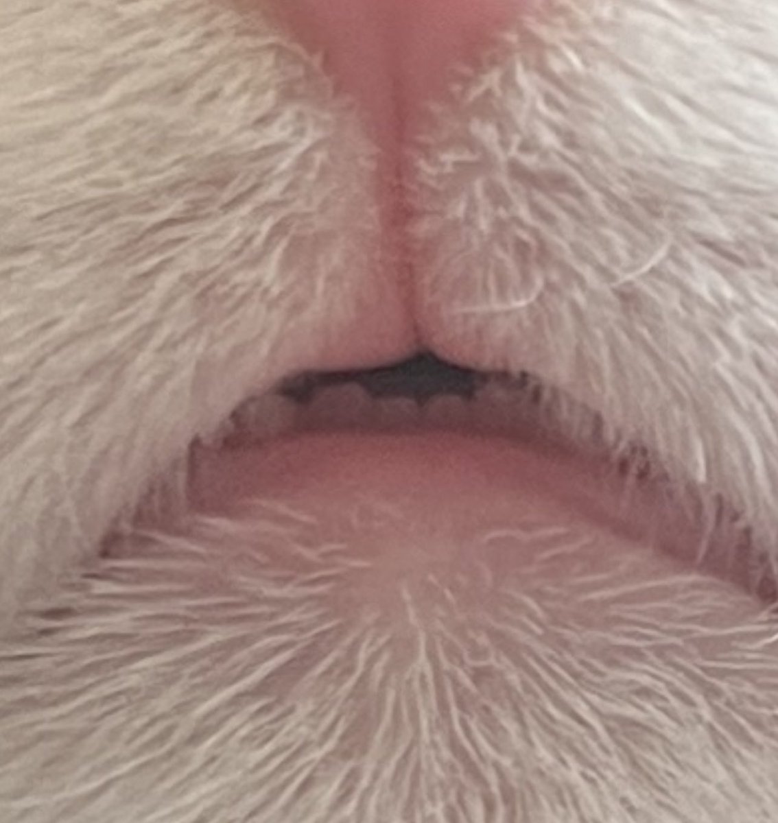 MolieCannoli's tweet image. ur ears POV while I whisper a secret to u