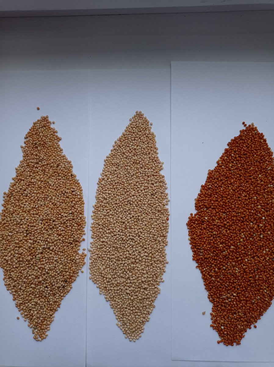 ManoyRoman's tweet photo. Commodity: Millet seeds
Origin: Ukraine
Crop: 2022
If you have interest please send request with full details (quantity, packing, port of destination) on email: 3891romio@gmail.com
#millet #proso #panicum #birdseeds #seeds #whitemillet #cream #yellowmillet #blackmilket #redmillet https://t.co/cyOEBadiS1