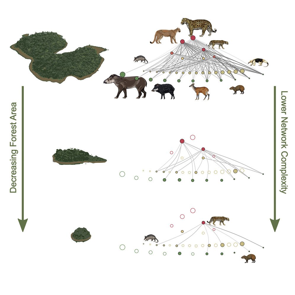 MathiasPires (@pires_mathias) on Twitter photo Happy to share our latest paper about how "Terrestrial food web complexity in Amazonian forests decays with habitat loss"
with <a href="/BenchimolMaira/">Maíra Benchimol</a>, <a href="/livia_cruz_/">Lívia Cruz</a>, and
<a href="/CarlosPeres_/">🐾Carlos Peres🐾</a>
<a href="/CurrentBiology/">Current Biology</a>
authors.elsevier.com/sd/article/S09… Happy to share our latest paper about how "Terrestrial food web complexity in Amazonian forests decays with habitat loss"
with <a href="/BenchimolMaira/">Maíra Benchimol</a>, <a href="/livia_cruz_/">Lívia Cruz</a>, and
<a href="/CarlosPeres_/">🐾Carlos Peres🐾</a>
<a href="/CurrentBiology/">Current Biology</a>
authors.elsevier.com/sd/article/S09…