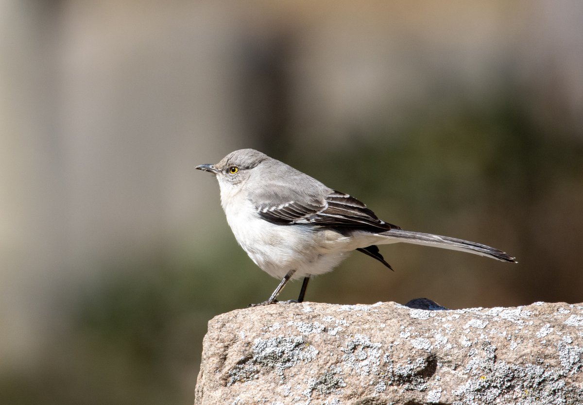 WoernerLS's tweet image. As many amazing things as our home state of Florida has to offer, we still love the little things, like our state bird 🐦 This guy is called a Northern Mockingbird, and like its name suggests, it can mimic hundreds of different sounds, from other birds' songs to meows and barks!