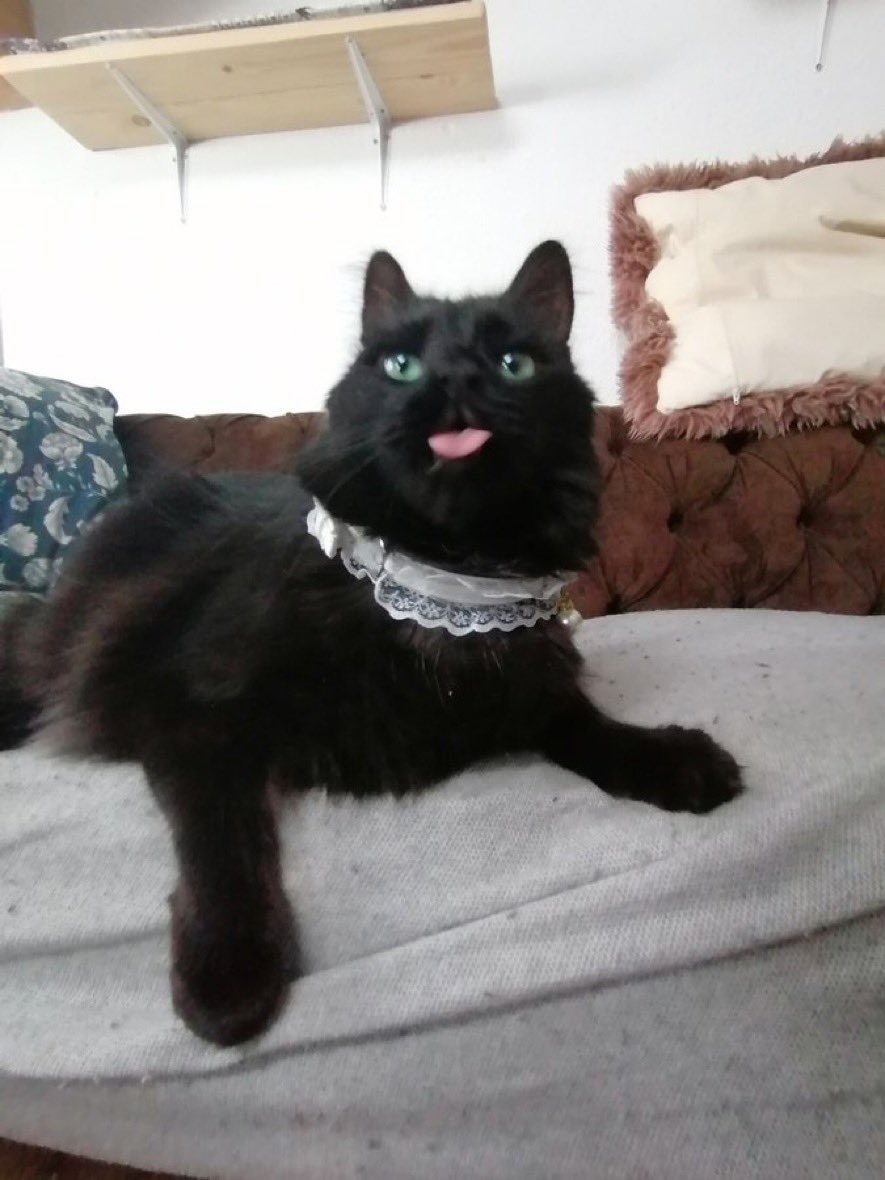 weirdlilguys's tweet photo. SHUT THE FRONT DOOR
ITS MLEMSDAY 
👅👅👅👅👅👅👅👅

post ur perfect bleps plz 😛❤️ https://t.co/A5ppDLCJ61