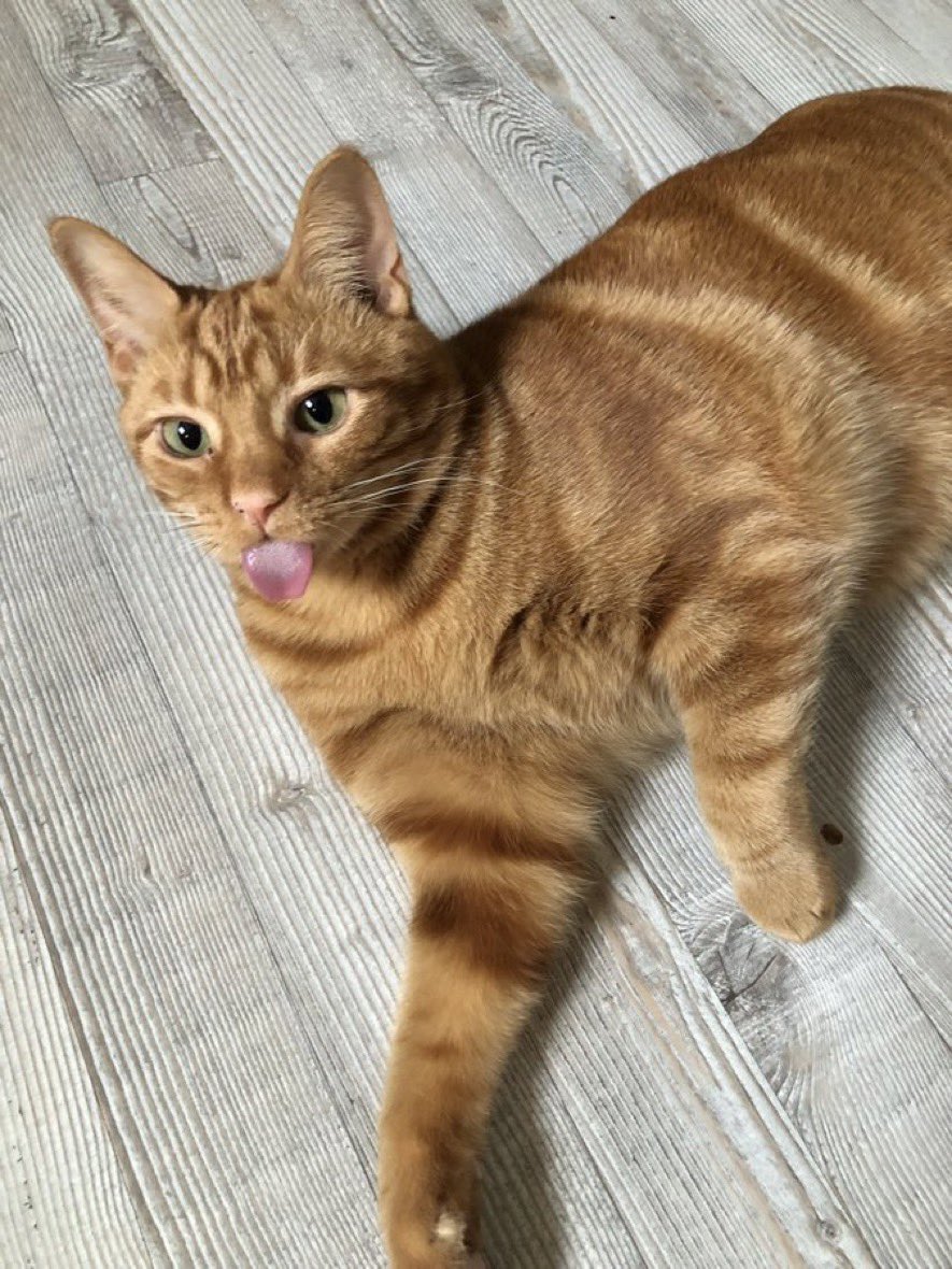 weirdlilguys's tweet photo. SHUT THE FRONT DOOR
ITS MLEMSDAY 
👅👅👅👅👅👅👅👅

post ur perfect bleps plz 😛❤️ https://t.co/A5ppDLCJ61
